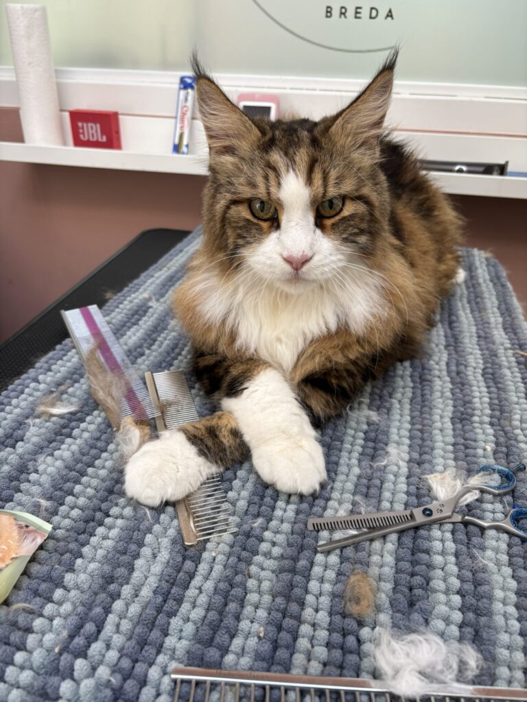 langharige kat in kattentrimsalon met kammen en losse haren