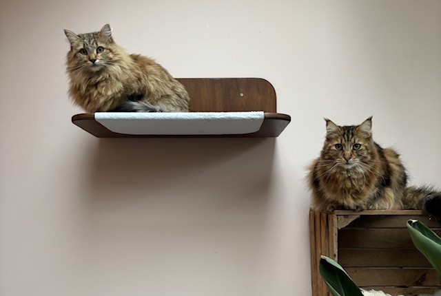 Veilige plekjes in huis bieden veiligheid voor katten